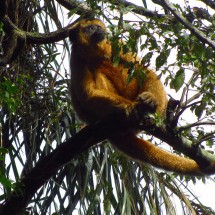 Howler Monkey, officially the noisiest animal on earth